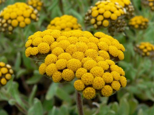 Właściwości terapeutyczne i zastosowanie immortelle (ze zdjęciem)