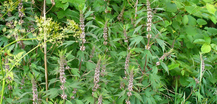 Przydatne właściwości Motherwort
