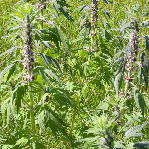 Przydatne właściwości Motherwort