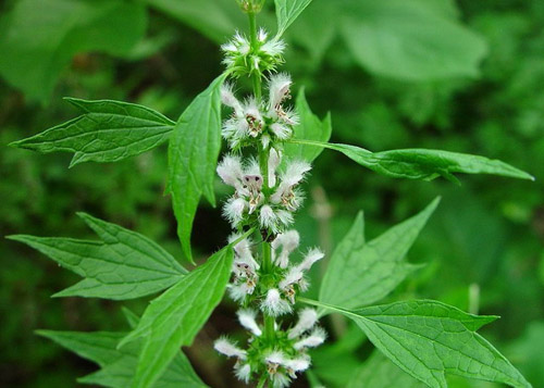 Przydatne właściwości Motherwort