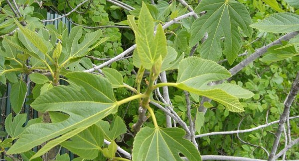Przydatne właściwości fig