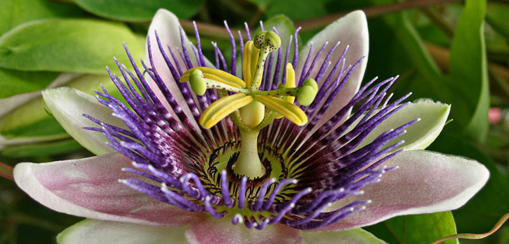 Zastosowanie passionflower w medycynie (ze zdjęciem)
