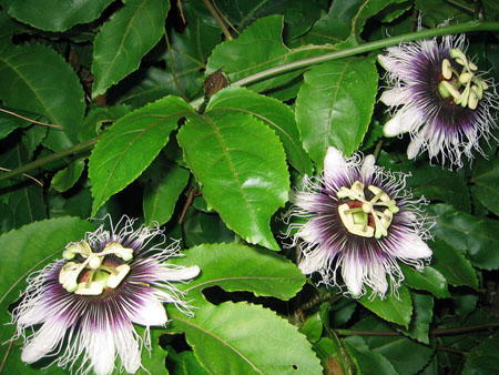 Zastosowanie passionflower w medycynie (ze zdjęciem)