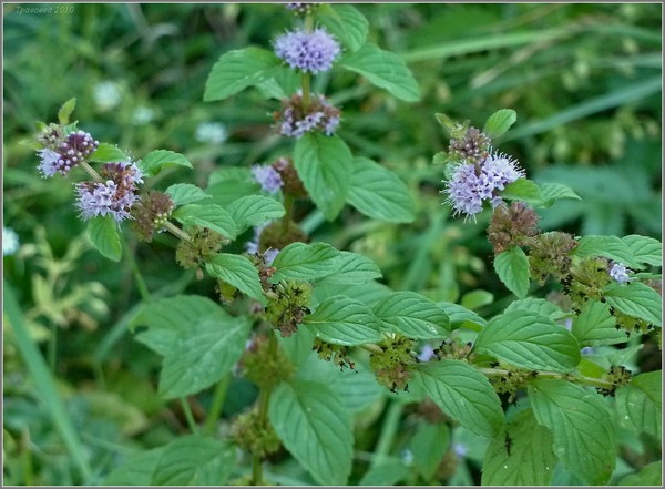 Motherwort w ciąży