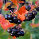 Właściwości aronii Ashberry